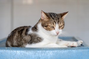 Fede llego al Centro Municipal de Protección y Adopción Animal de Almería hace cuatro años.