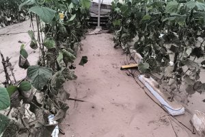 COAG Almería pide ayudas directas para explotaciones y un plan contra inundaciones
