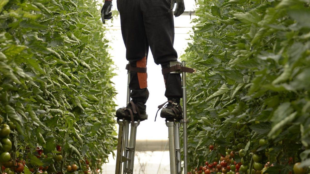 Un trabajador de invernadero recoge tomate subido a una original escalera.