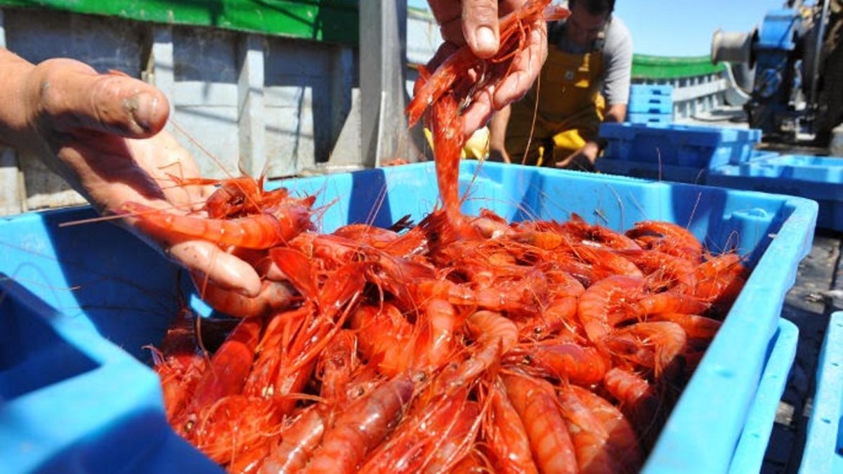 Capturas de gamba roja en un barco de Almería.