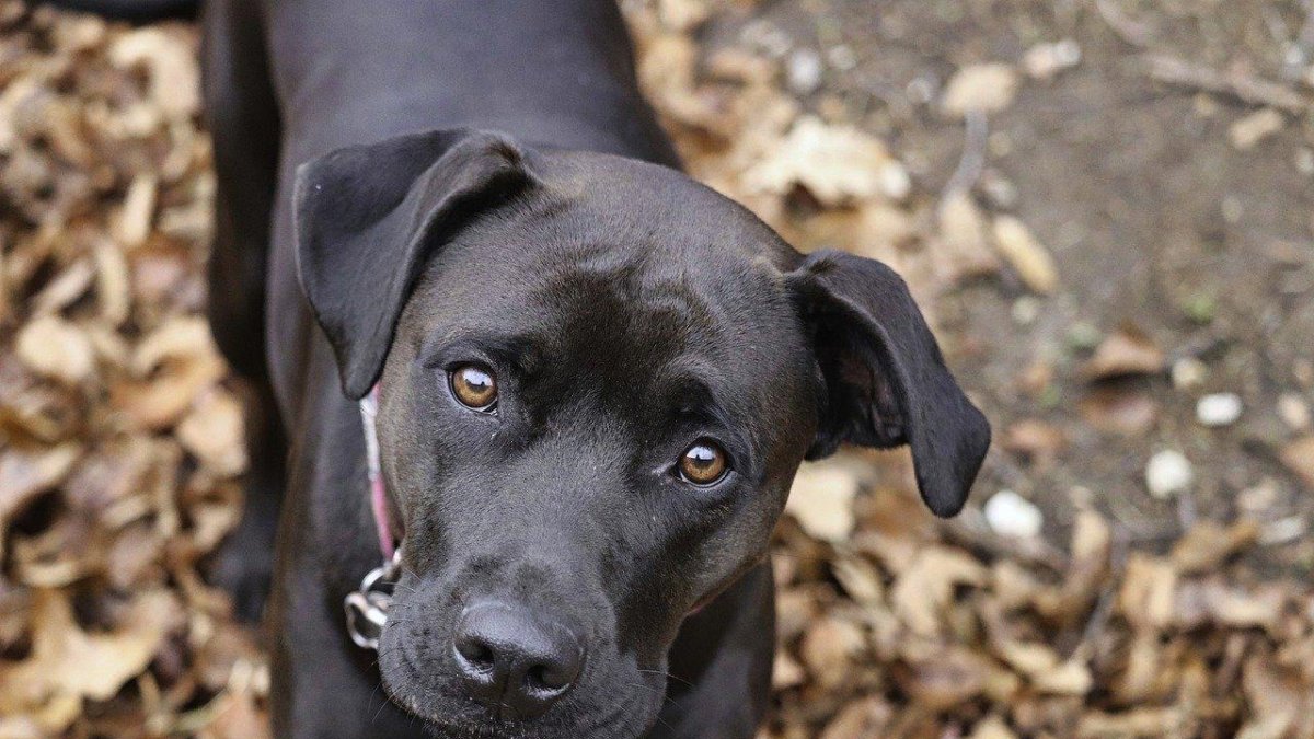 Un perro, en una imagen de archivo.