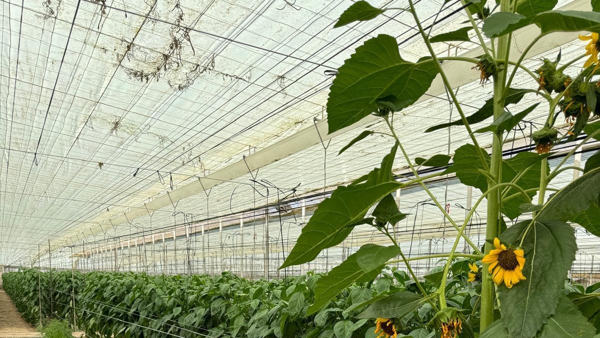 Entonova favorece la salud de los cultivos.