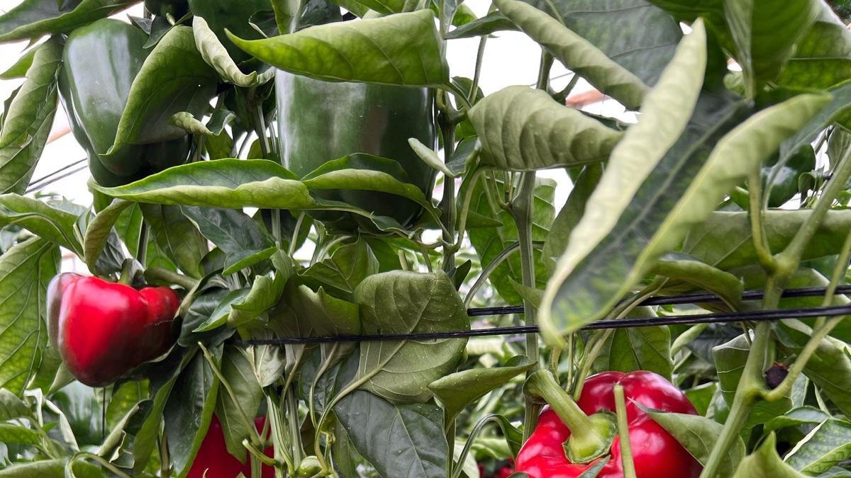 Nuevas variedades de pimiento tipo California rojo cultivadas por Yuksel Seeds, presentadas en Infoagro Exhibition 2025.