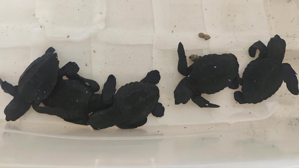 Tortugas marinas nacidas en Tabernas.