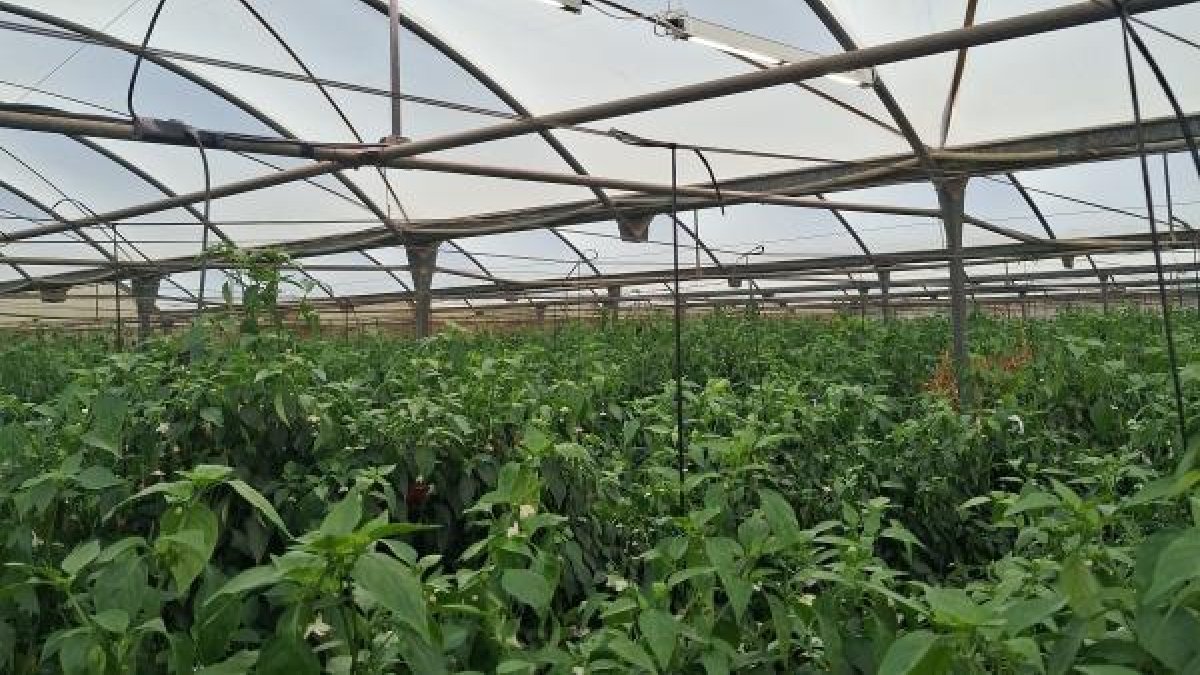 Sistema SMALI aplicado en invernadero de pimiento.