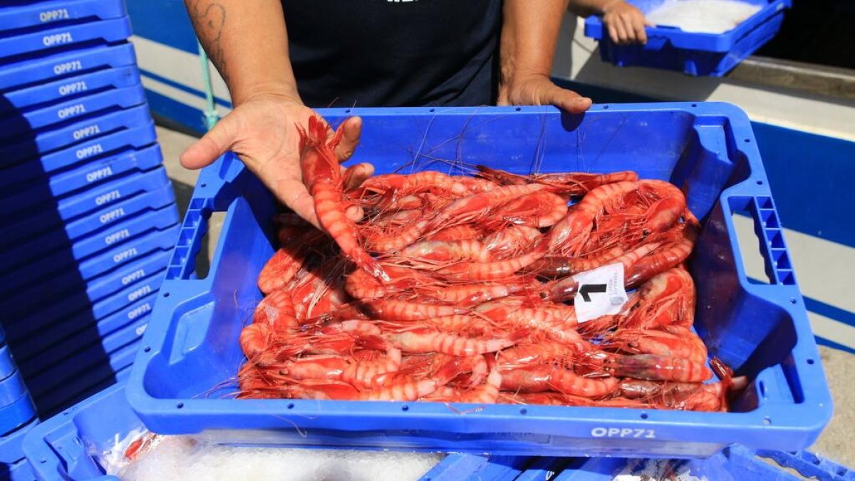 Gamba roja recién capturada en una imagen de archivo.