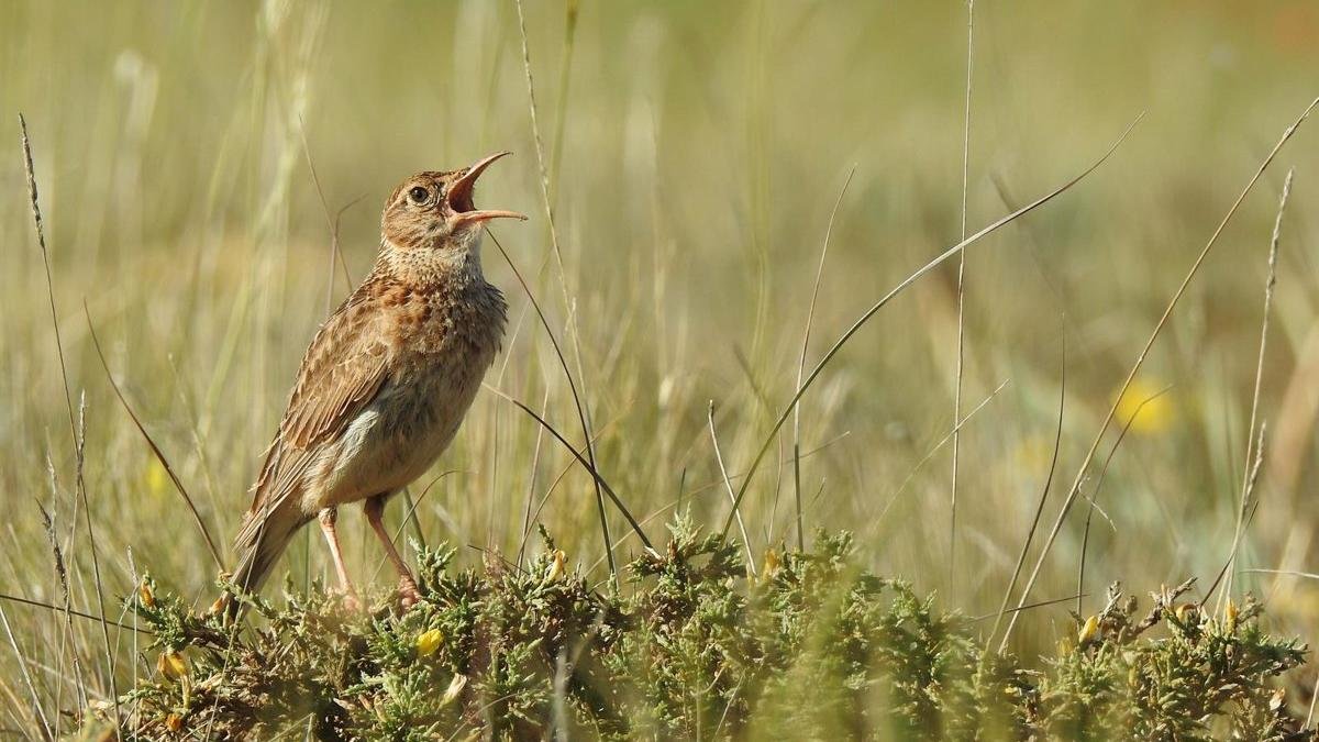 Un ejemplar de alondra ricotí en una imagen de archivo.