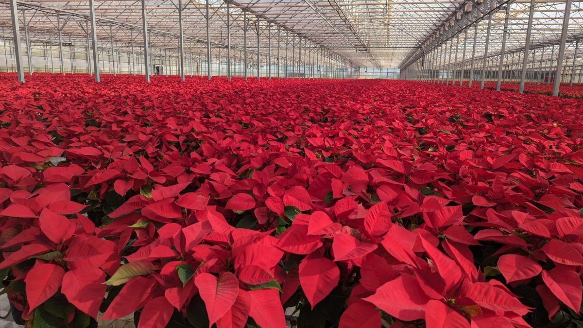 Así luce el semillero Los Crespos en Adra este noviembre.