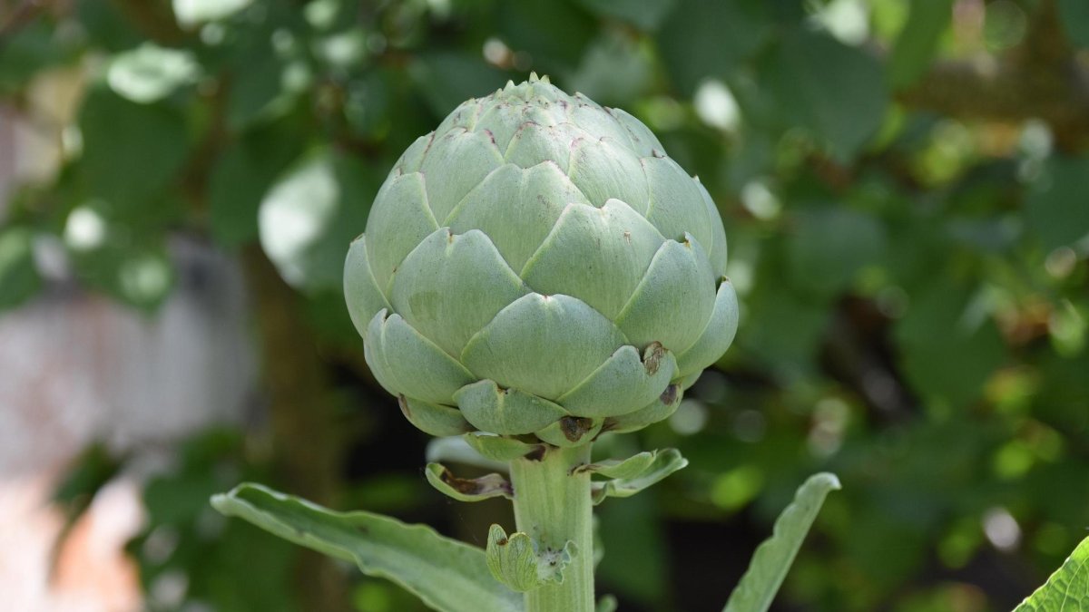 Si entre tus propósitos está comer de manera más saludable, las frutas y verduras
frescas europeas son las aliadas perfectas.