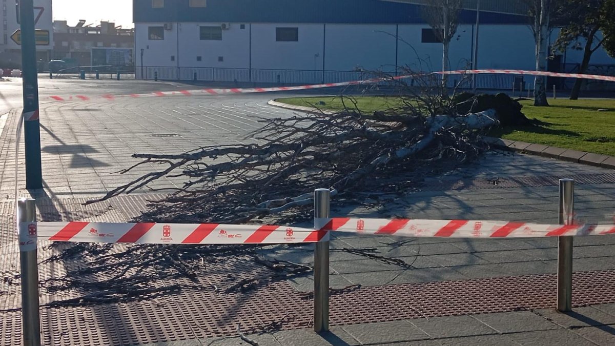 Árbol caído por las fuertes rachas de viento en Almería capital.