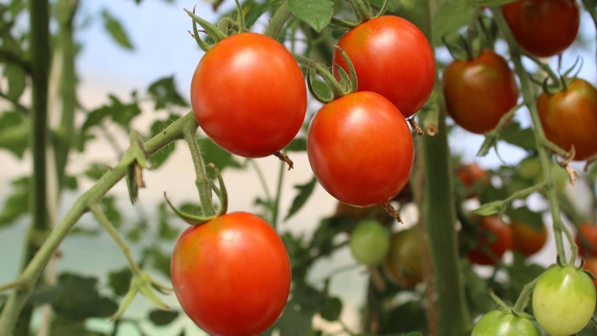 Tercera edición del Diploma de Especialización Universitaria en Asesoría Jurídica de Cooperativas Agroalimentarias en su Actividad Empresarial.