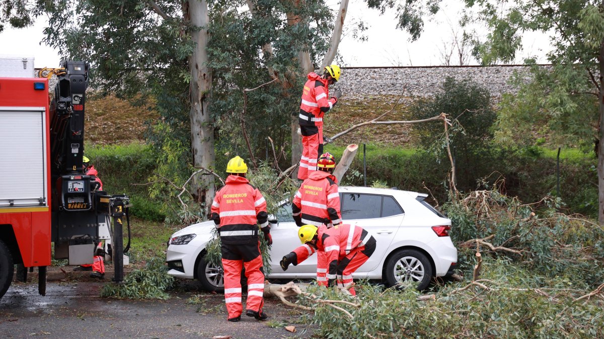 Bomberos de Sevilla retiran este miércoles de un coche estacionado las ramas de un árbol caídas por el fuerte viento del temporal.