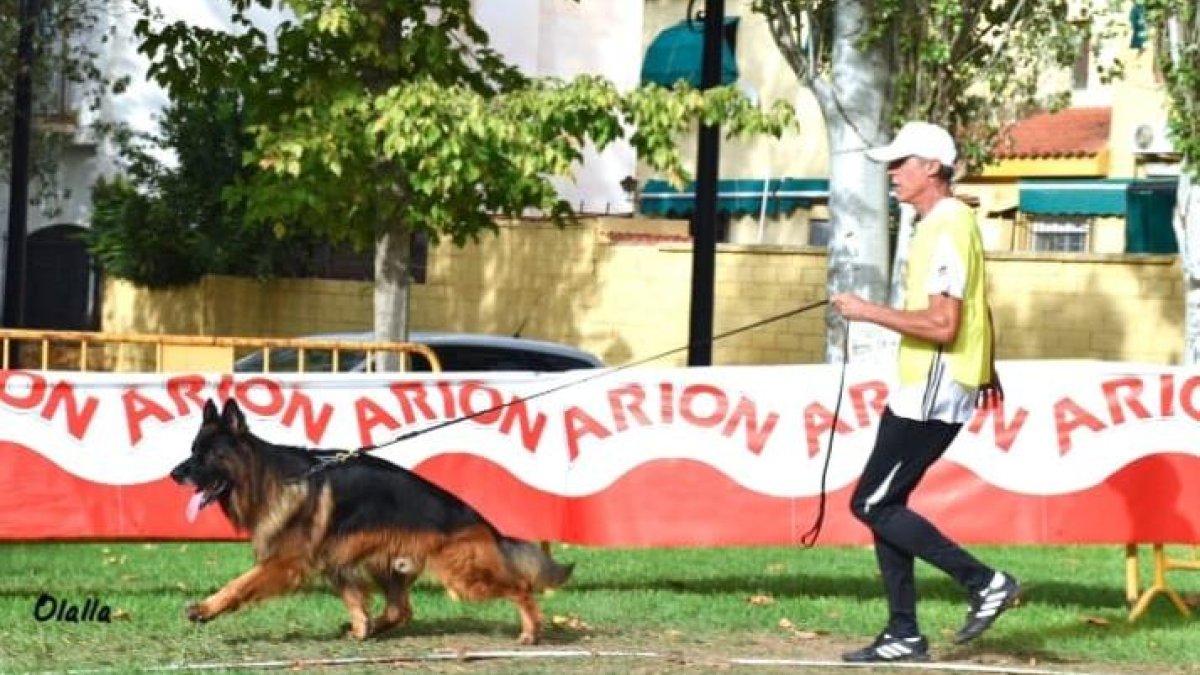 Pastor alemán en una demostración.
