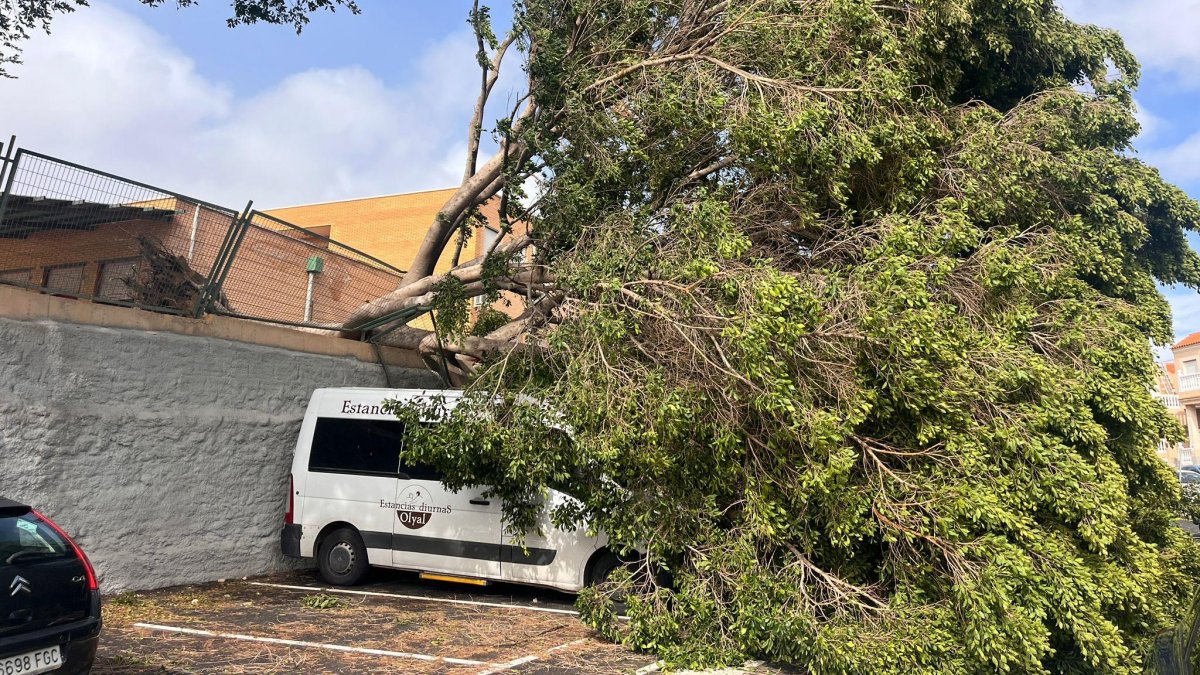 Árbol caído en el colegio Santa Isabel sobre el aparcamiento colindante