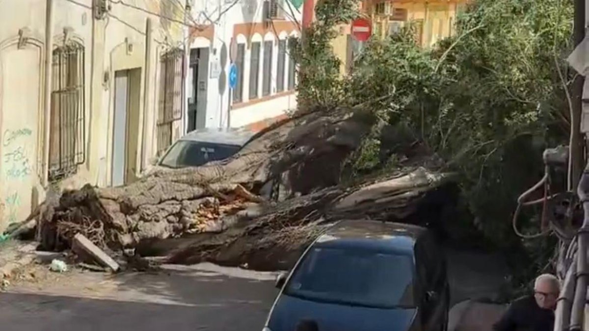 Árbol caído en la calle Pancho de Barrio Alto de la capital almeriense la semana pasada.