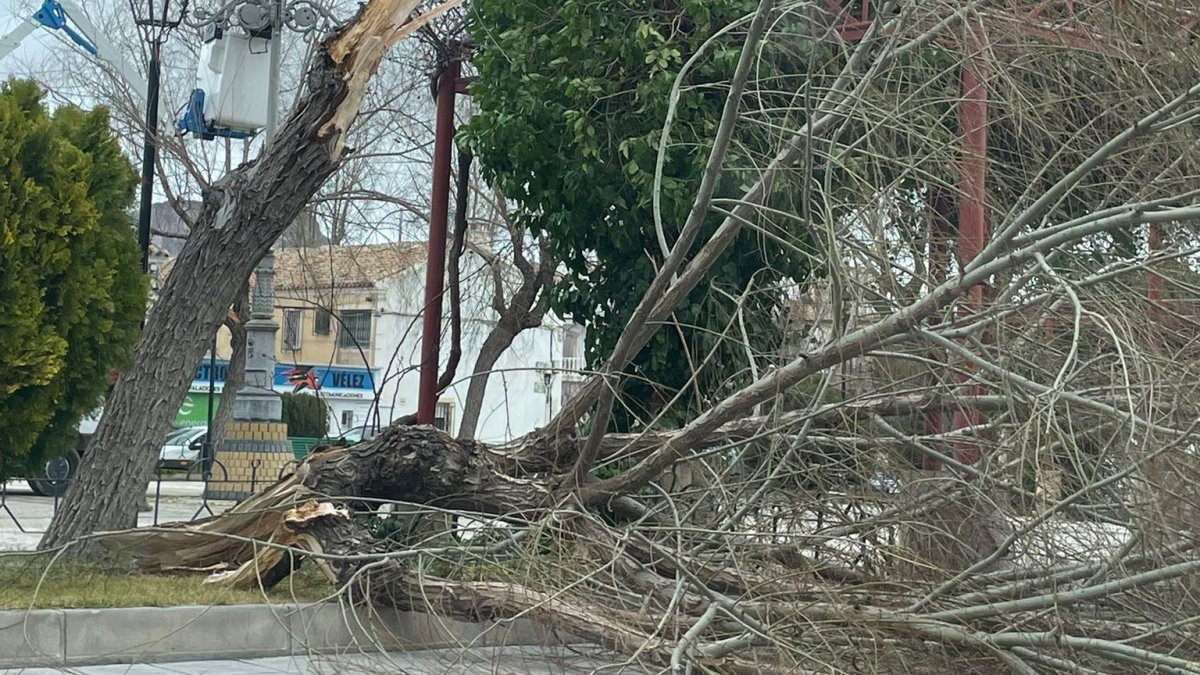 Uno de los árboles caídos con motivo del viento huracanado en Vélez-Rubio.