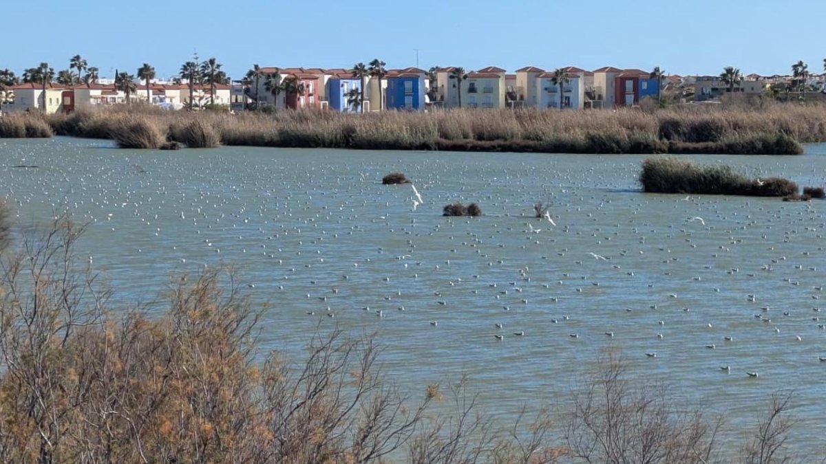 Así luce a día de hoy el Salar de los Canos de Vera.