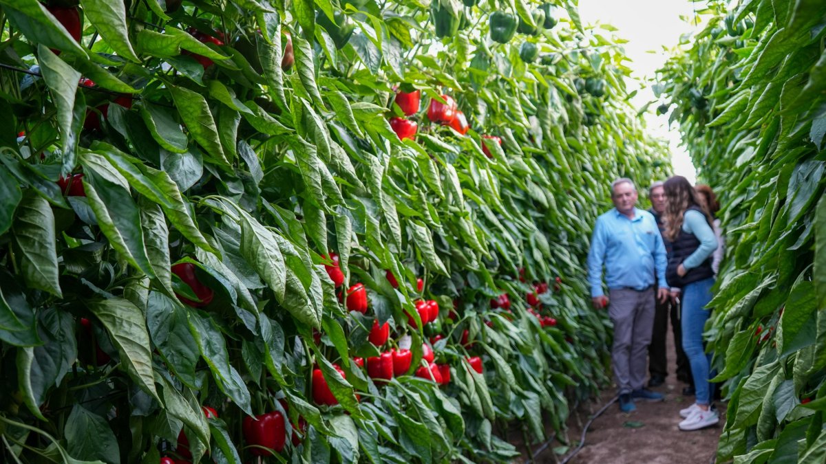Vigilante se crece ante el temporal: La nueva variedad de CapGen Seeds supera su prueba de fuego en San Agustín bajo el viento y la lluvia.