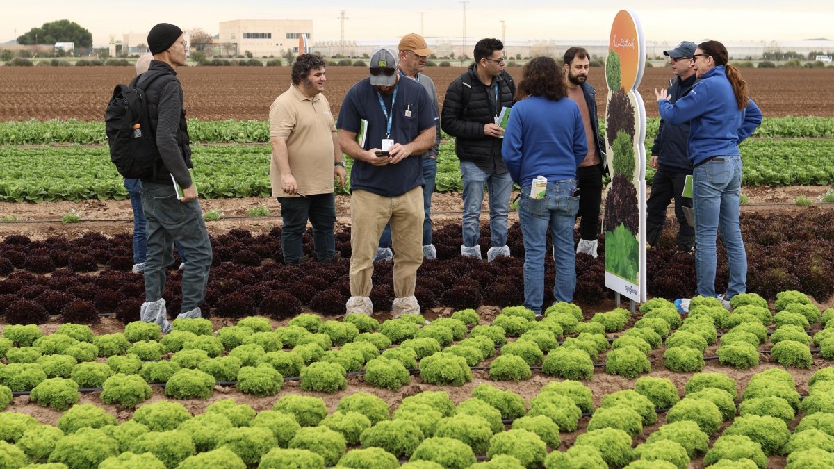 Syngenta Hortícolas ha celebrado un año más sus días de demostración de cultivos de hoja y brásicas 2026