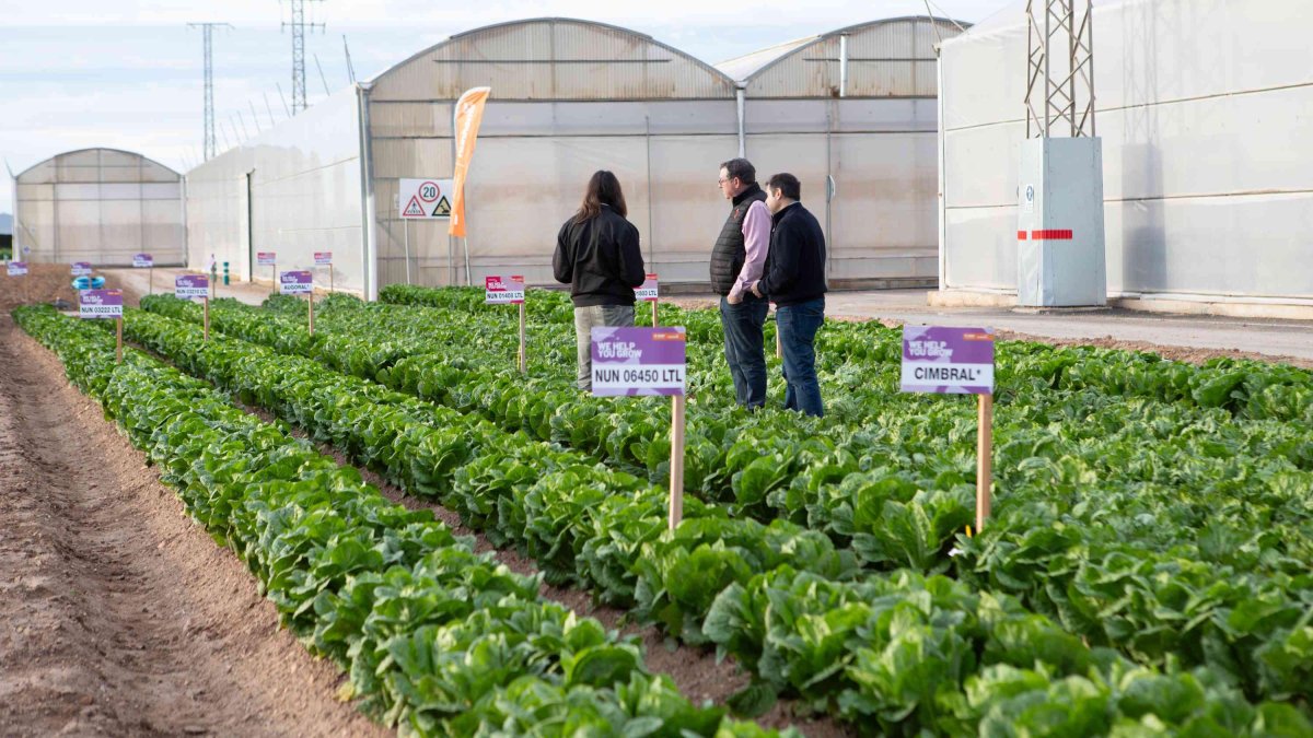 Suma novedades en Little Gem y mini romana con todas las resistencias a bremia, fusarium y pulgón, además de una nueva romana con nervio semisólido.