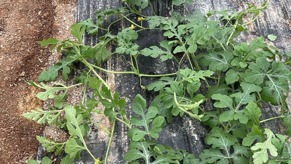 Este cambio responde a las dificultades sanitarias de otoño/invierno, aunque los primeros trasplantes presentan problemas de cuaje