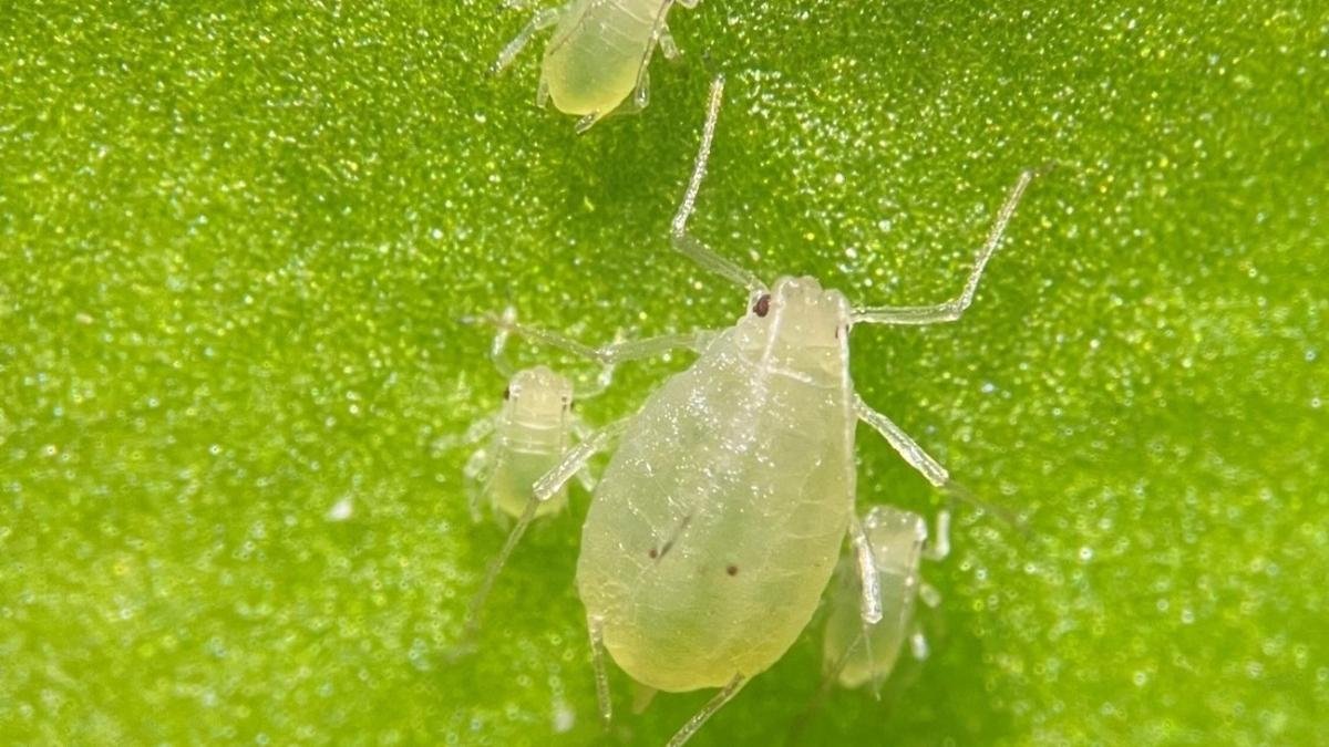 Archivo. Imagen de pulgón