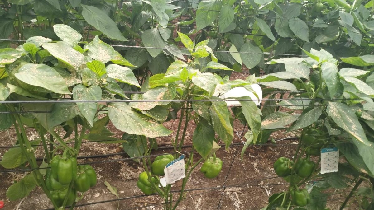 Denuncia la corresponsabilidad de la industria fitosanitaria para desbloquear el uso de estas materias activas.