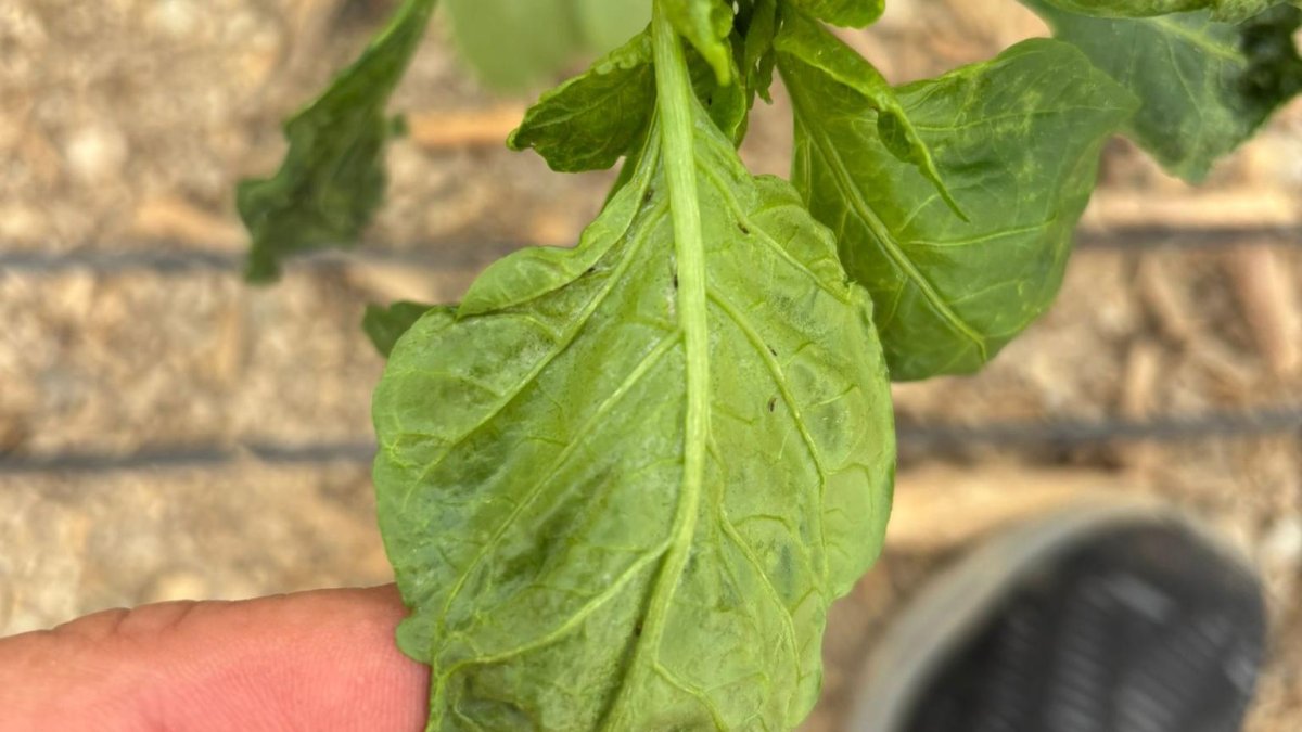 COAG solicita el ‘Módulo Cero’ para agricultura y ganadería tras un año marcado por plagas, enfermedades, desastres climáticos y el incremento de costes de producción.