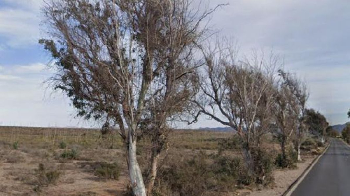 Eucaliptos entre Retamar y Cabo de Gata, en pleno parque natural.