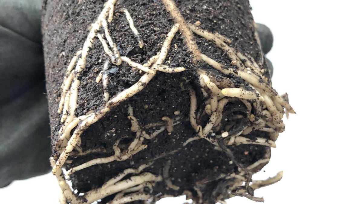 El éxito de proteger tus raíces: Enza Zaden refuerza la protección del tomate frente al rugoso desde la raíz