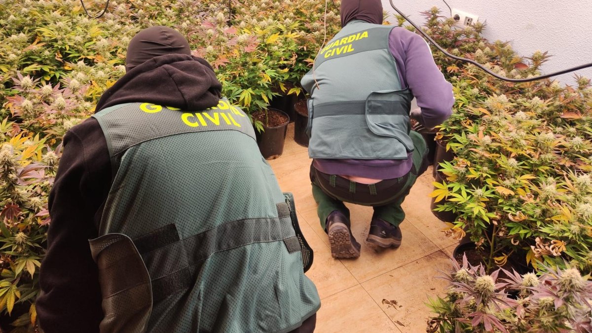 Agentes de la Guardia Civil en una plantación de marihuana.