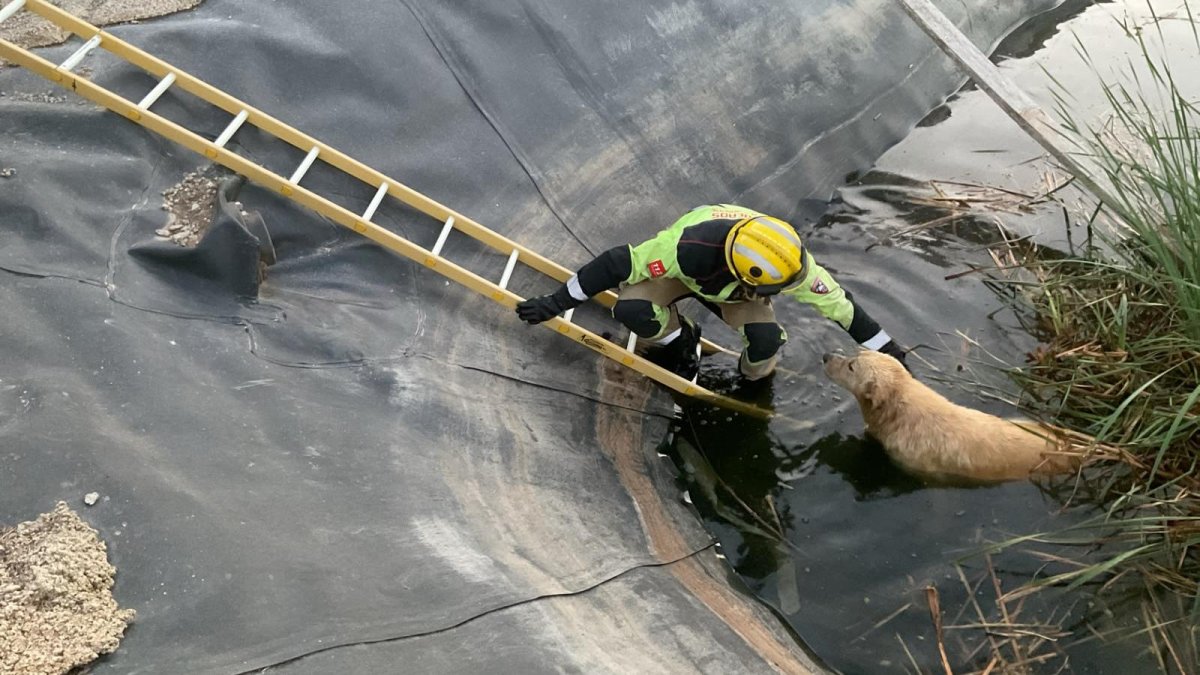 No solo salvan personas: los bomberos rescatan a una perra de una trampa mortal en Almería