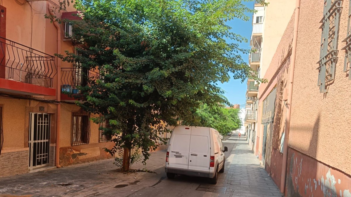 Los árboles de la calle Juan Segura Murcia, en el barrio de Los Molinos.