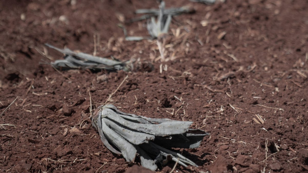 Imagen de archivo de un cultivo destrozado.