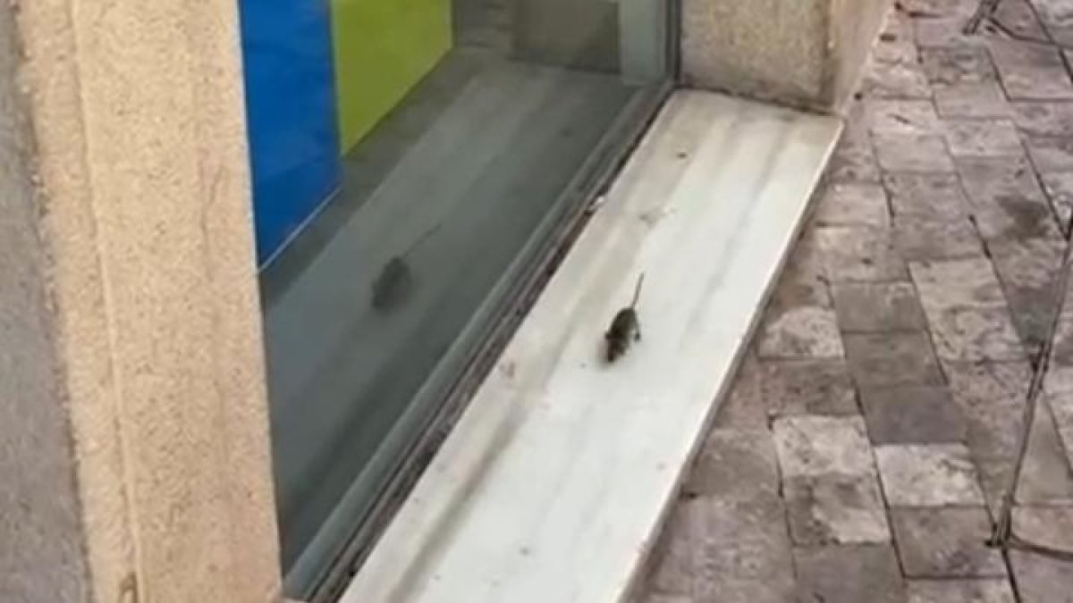 El roedor 'caminando' por calle Rueda López.