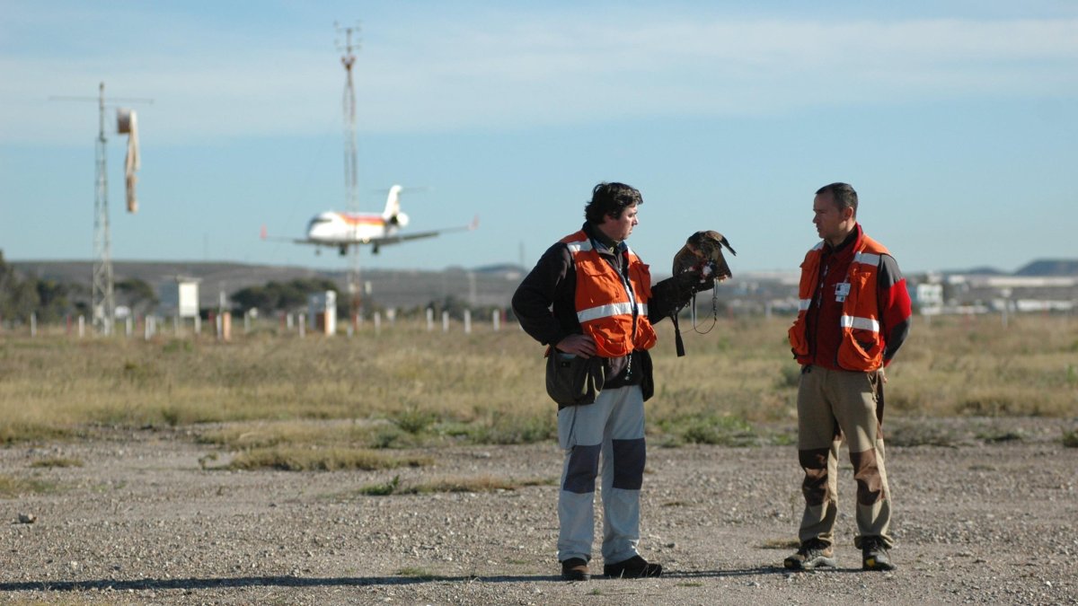 De cernícalos a zorros: los animales que vigila el aeropuerto de Almería para garantizar la seguridad