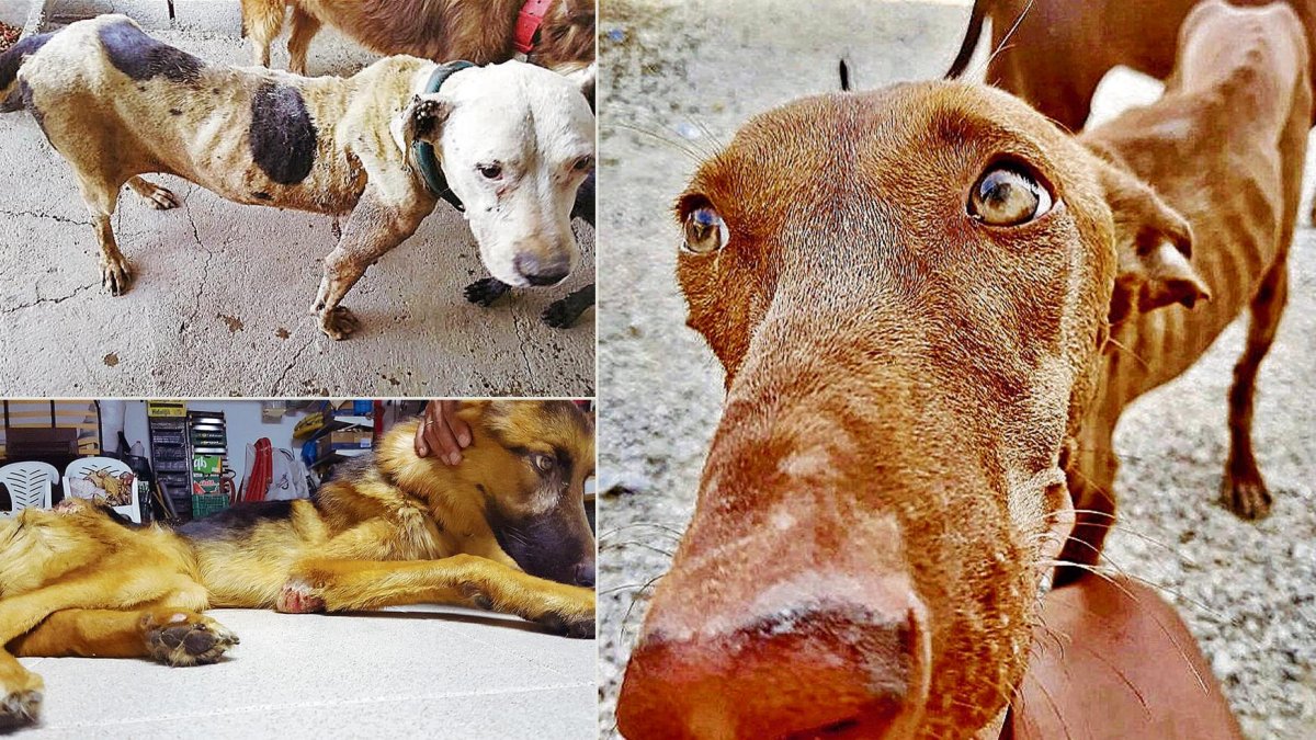 Tres de los perros encontrados en el cortijo por los rescatadores, en algunas de las imágenes que se mostrarán en el juicio.