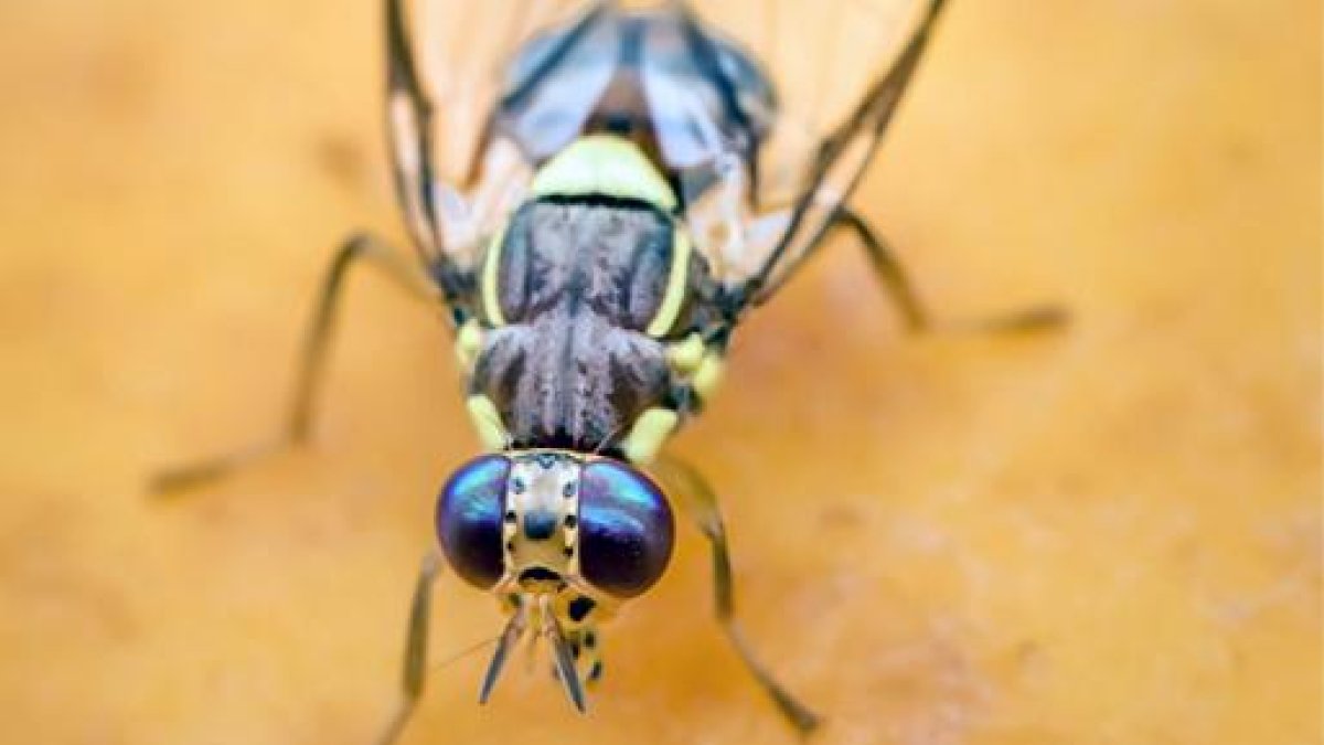 Imagen de Bactrocera dorsalis.