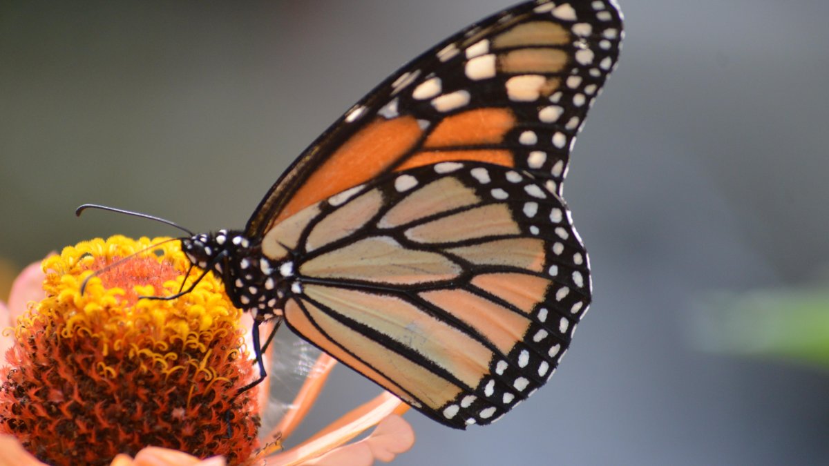 Las mariposas monarca recorren miles de kilómetros desde Canadá a México