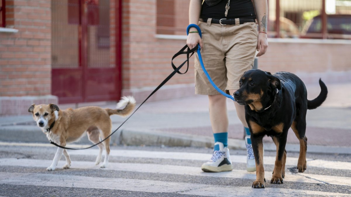 Una persona pasea con dos perros.