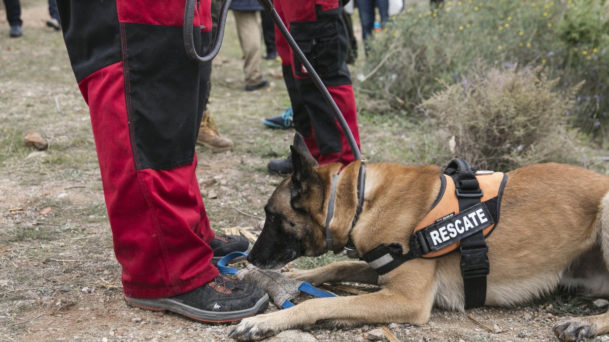 Uno de los perros que están participando en el dispositivo de búsqueda.