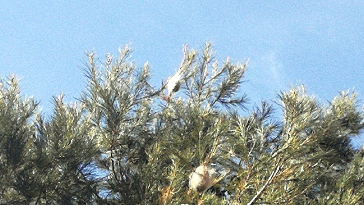 Crisálida de una procesionaria en la zona.