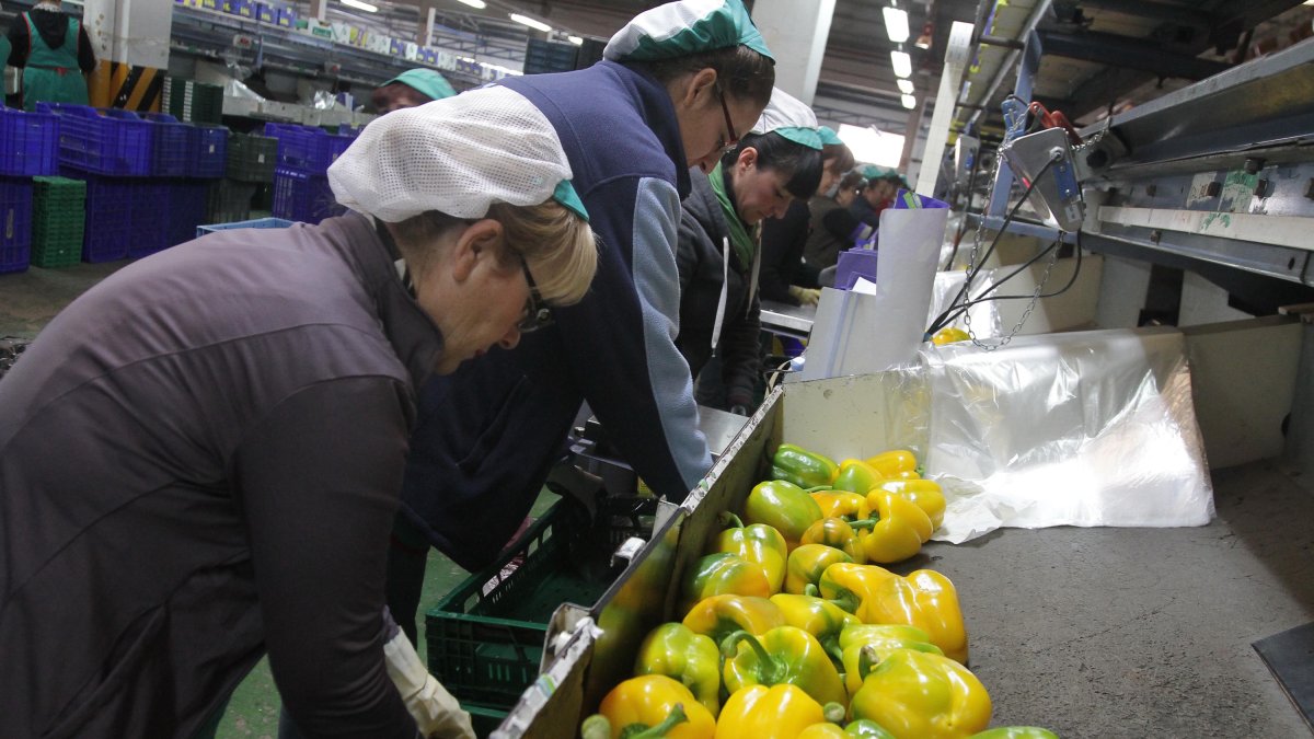 Mujeres  trabajando en el manipulado de pimientos en un almacén hortícola.