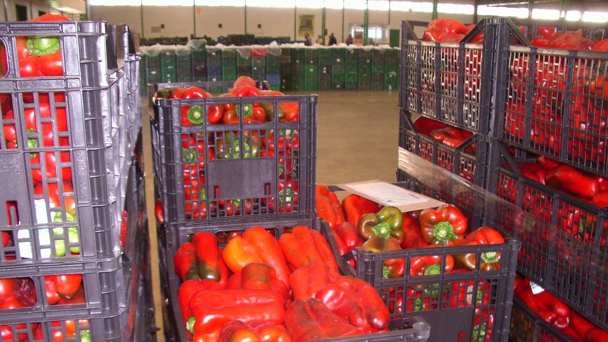 El pimiento representa cerca del 35% del valor total entre las hortalizas almerienses.
