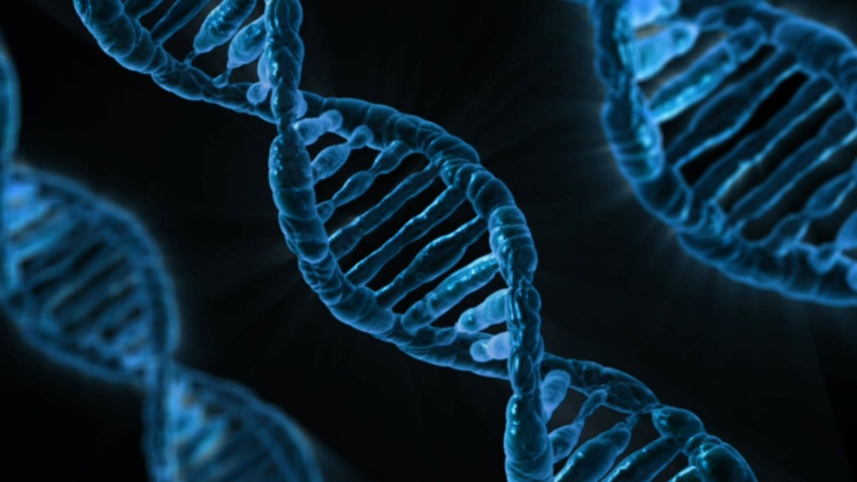Los genes R permiten crear una segunda línea de defensa en las plantas para combatir patógenos.