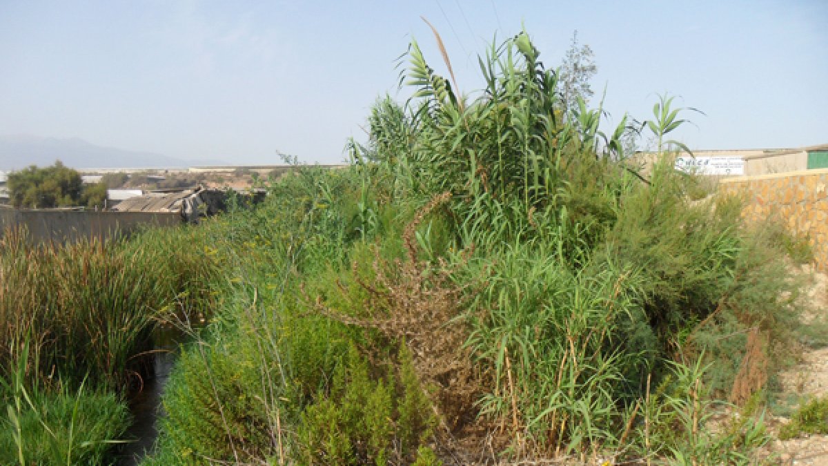 Cañaverales y vegetación en el cauce de la Rambla del Loco, en Balerma.