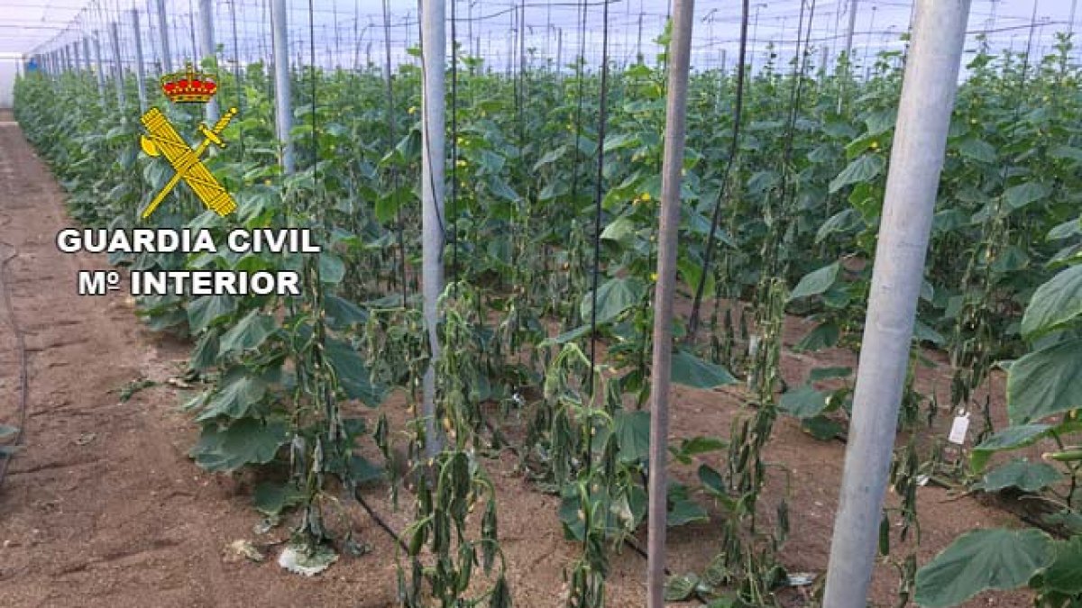Imagen facilitada por la Guardia Civil en la que se aprecian los daños en las plantas.