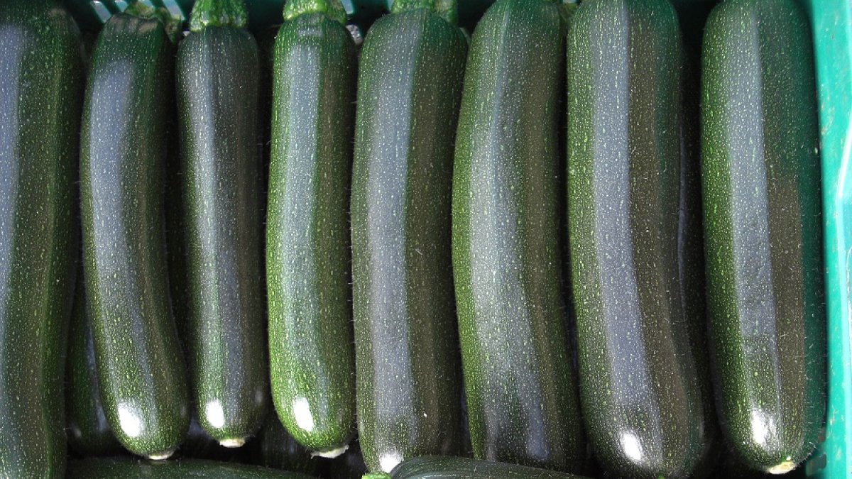 El calabacín ha sido el protagonista indiscutible de las últimas semanas en el campo almeriense.