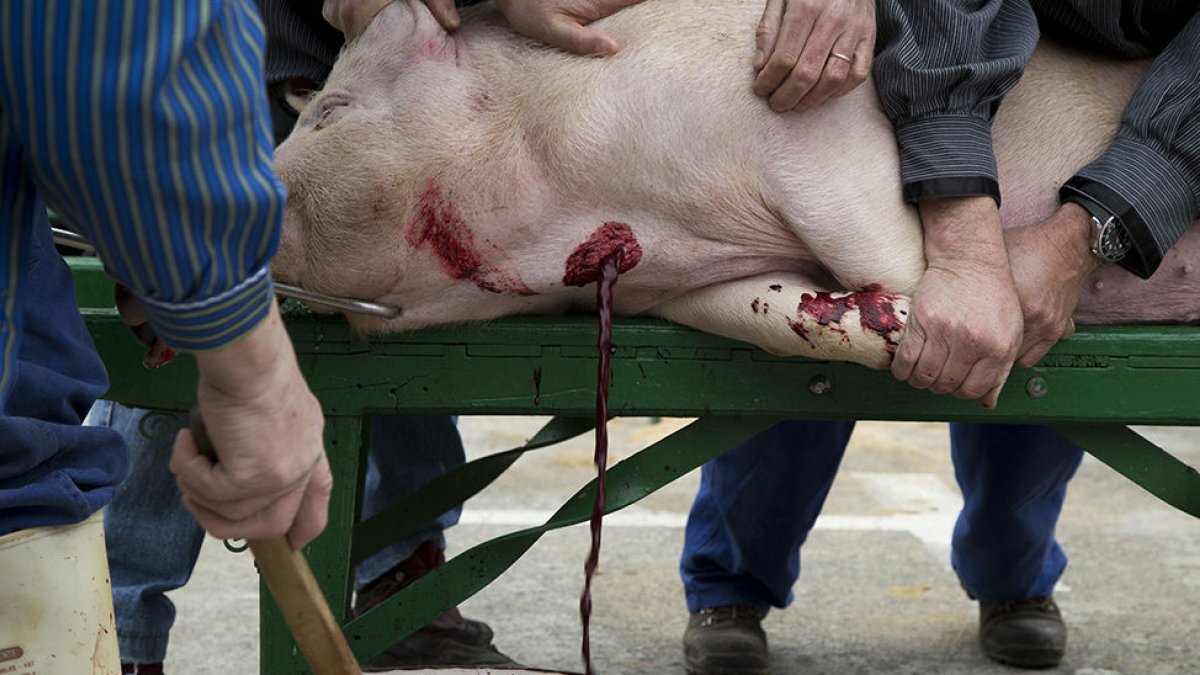 Imagen de archivo de una matanza de cerdo como la que el domingo se hará en Santa María del Águila.