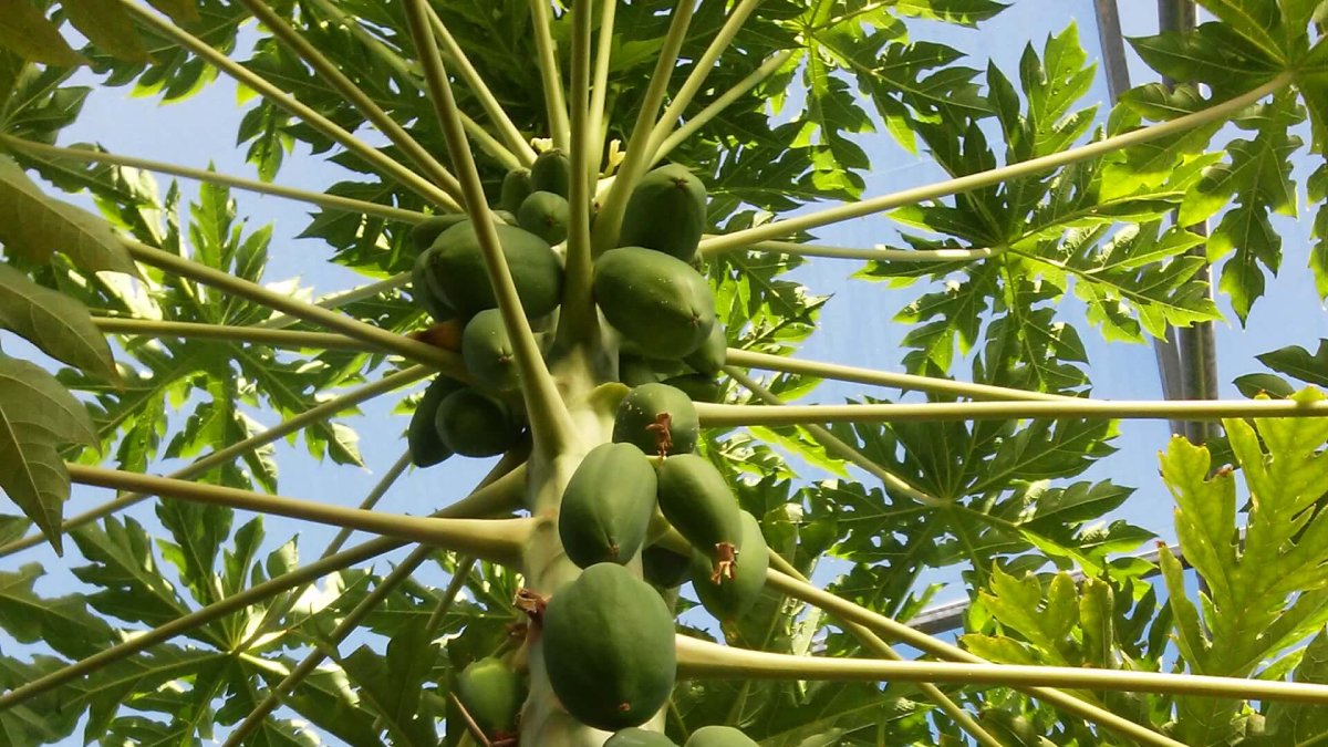 Almería ha aumentado notablemente la superficie de cultivo dedicada a la papaya en los últimos años.